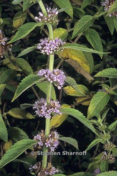 mentha arvensis 1 graphic